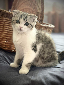 Scottish straight ja Scottish fold (3 foto / 6)
