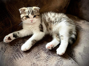 Scottish straight ja Scottish fold (6 foto / 6)
