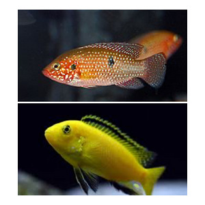 Kala Cichlidae (1 foto / 1)