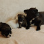 FRENCH BULLDOGS PUPPIES (foto #3)