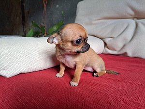 Chihuahua tüdruk (2 foto / 4)