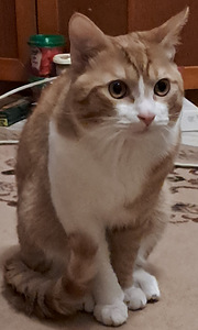 Вязка кота (1 фото из 3)