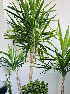Юкка (yucca) (3 фото из 5)