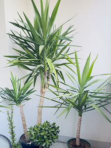 Юкка (yucca) (4 фото из 5)