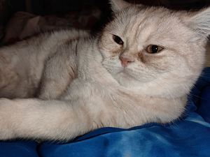 Котенок (2 фото из 6)