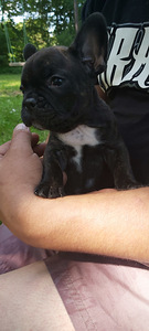 Prantsuse Bulldog (4 foto / 7)