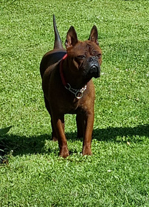 Chinese Chongqing Dog (7 foto / 8)