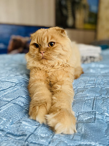 Scottish Straight/Scottish Fold. šotlased (4 foto / 5)