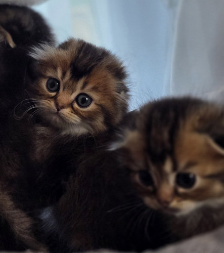 Scottish Fold - Scottish Straight