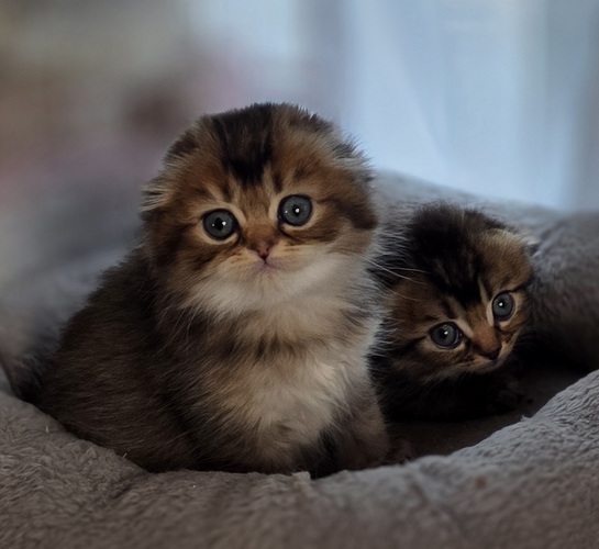 Скоттиш-фолд — Скоттиш-страйт