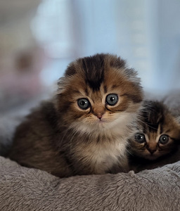 Scottish Fold - Scottish Straight (4 foto / 5)