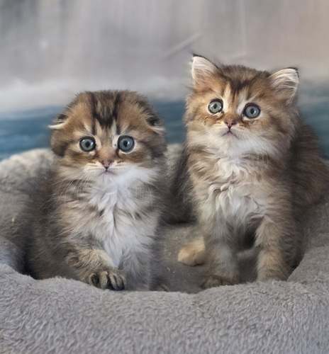 Scottish Fold - Scottish Straight
