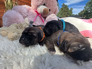 Cane Corso (1 foto / 5)
