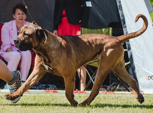 Cane Corso (4 foto / 5)