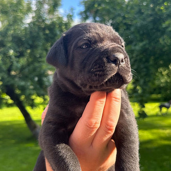Cane Corso