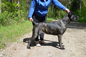 Cane Corso (2 foto / 3)