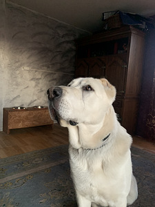 Alabai ootab peigmeest (1 foto / 2)