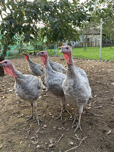 Kalkunid (1 foto / 4)