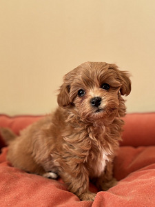 Mini Maltipoo f1 (1 foto / 1)