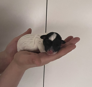 Jackrussellinterrierin pennut / Jack Russel terrier (4 valokuva sivusta 10)