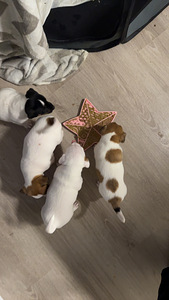 Jackrussellinterrierin pennut / Jack Russel terrier (6 valokuva sivusta 10)