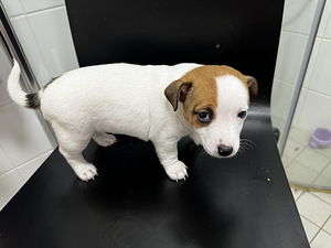 Jackrussellinterrierin pennut / Jack Russel terrier (8 valokuva sivusta 10)