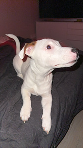 Jackrussellinterrierin pennut / Jack Russel terrier (3 valokuva sivusta 7)