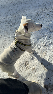 Jackrussellinterrierin pennut / Jack Russel terrier (5 valokuva sivusta 7)