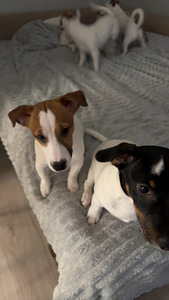 Jackrussellinterrierin pennut / Jack Russel terrier (6 valokuva sivusta 7)