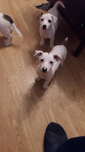 JACK RUSSELLI TERJERI KUTSIKAD (4 foto / 6)