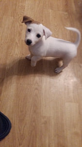 JACK RUSSELLI TERJERI KUTSIKAD (6 foto / 6)