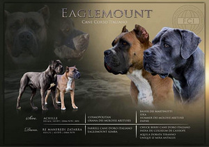 Cane corso kutsikas (1 foto / 9)