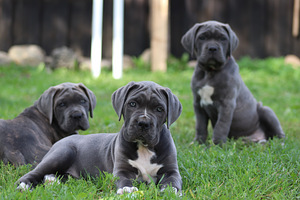 Cane corso kutsikas (5 foto / 9)