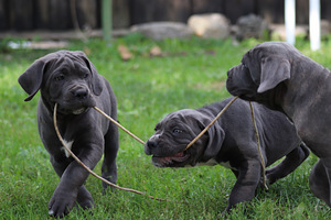 Cane corso kutsikas (9 foto / 9)
