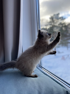 Väga ilus kassipoeg Neva Masquerade (4 foto / 4)