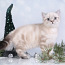 Эксклюзивные Британские котята с голубыми глазами (фото #4)