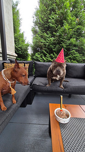Lemmikloomade hotell - Pet Villa (9 foto / 10)