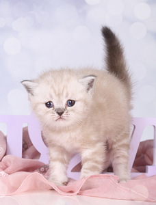 Британский короткошерстный котенок (1 фото из 2)