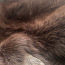 Шкура лисы (фото #3)