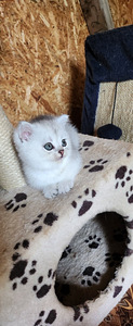 Котята Британские, мальчики и девочки (2 фото из 4)