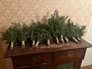 Веник из кадки!! (1 фото из 2)