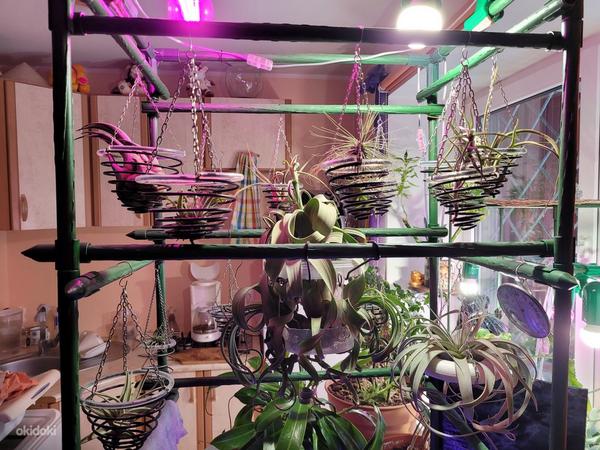Tillandsia