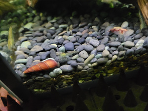 Akvaarium 125l. (8 foto / 9)