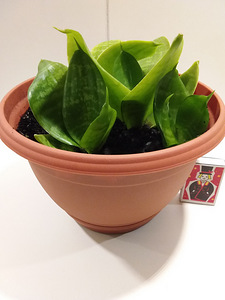 Aaloe, rahapuu, sansevieria, kaktused (4 foto / 9)