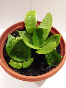 Aaloe, rahapuu, sansevieria, kaktused (5 foto / 9)