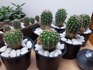 Aaloe, rahapuu, sansevieria, kaktused (8 foto / 9)