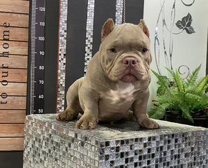 American Bully (2 foto / 9)