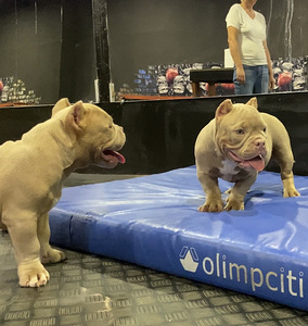American Bully (9 foto / 9)