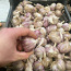 Mugul sibul ,küüslauk ,kartul. (foto #3)