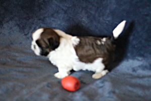 Shih tzu kutsikad (3 foto / 4)